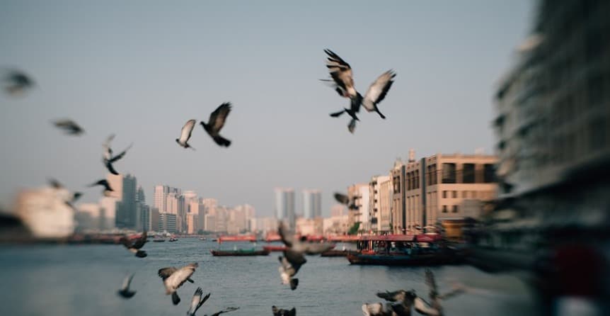 Gulf Photo Plus 1